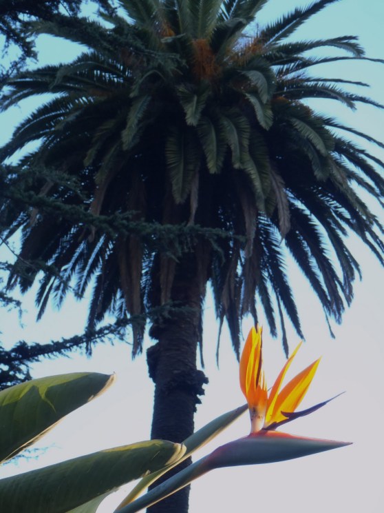 Birds of Paradise and Palm in Albert Park