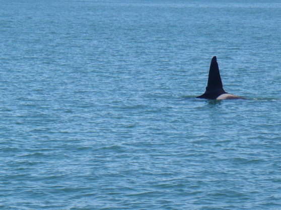 Photos from whale/dolphin cruise