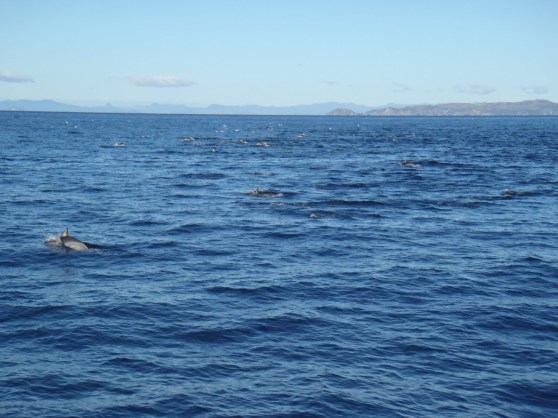 Photos from whale/dolphin cruise