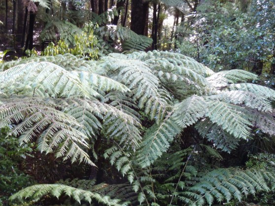 Ponga (Silver Fern)