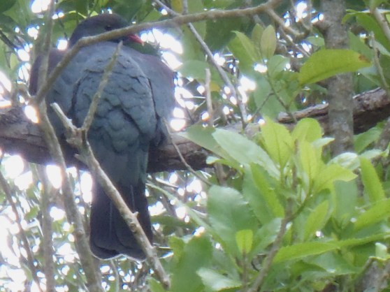 Kereru (NZ Pigeon)