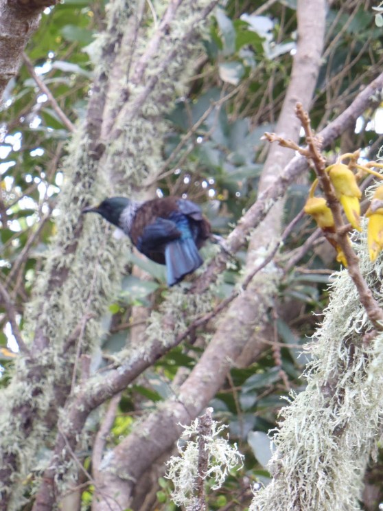 Tui