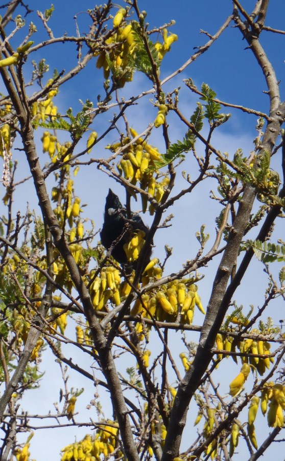  Tui in Kowhai tree