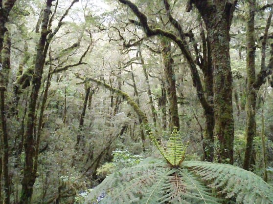Near Milford Sound