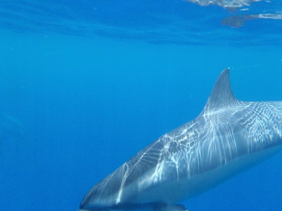 A CORRECTIVE EMOTIONAL EXPERIENCE