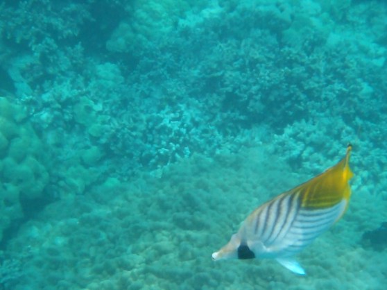 A CORRECTIVE EMOTIONAL EXPERIENCE