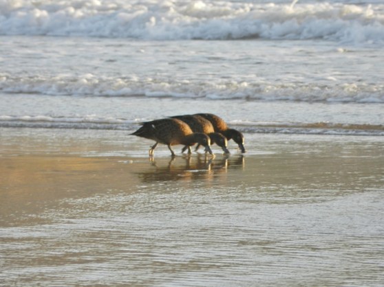 Great Barrier Island