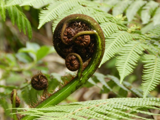 Great Barrier Island