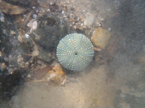 Great Barrier Island