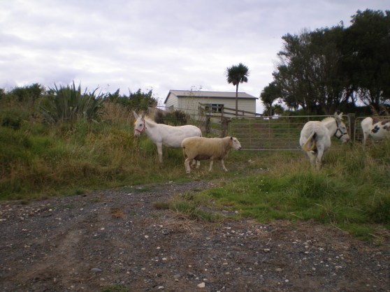 Lantern Festival & Nikau Caves