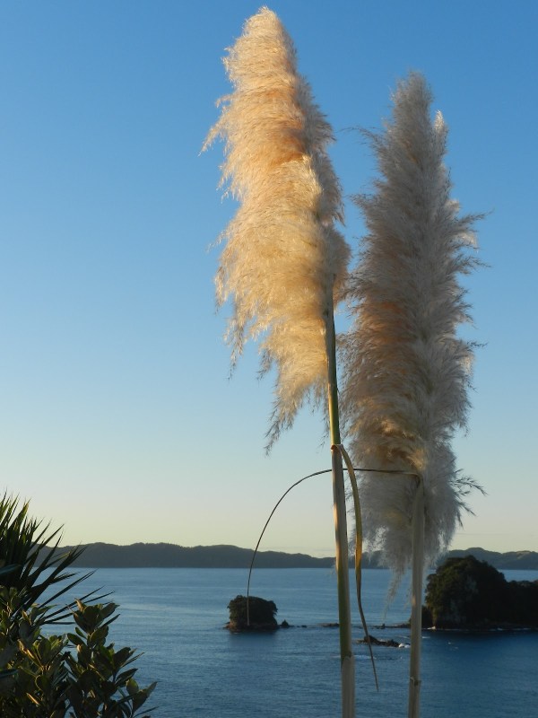 A Quick Trip to Hahei, Hot Water Beach, and Cathedral Cove