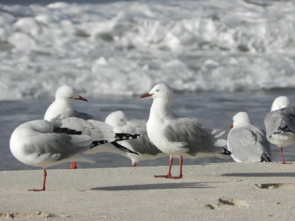 A Quick Trip to Hahei, Hot Water Beach, and Cathedral Cove