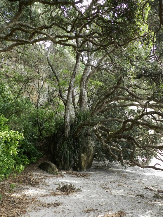 A Quick Trip to Hahei, Hot Water Beach, and Cathedral Cove