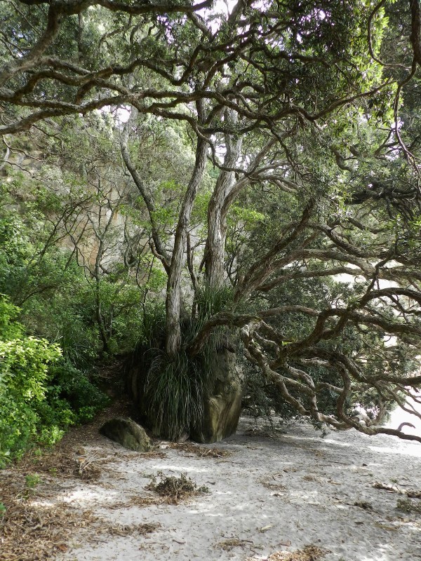 A Quick Trip to Hahei, Hot Water Beach, and Cathedral Cove