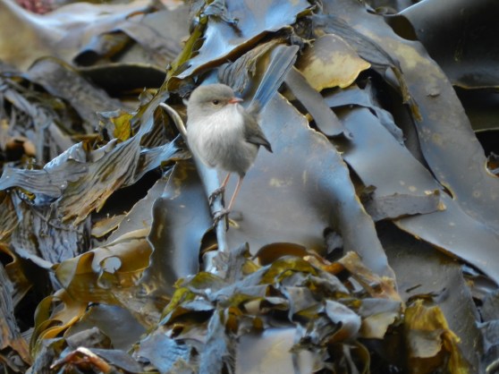 Freycinet National Park & Swansea