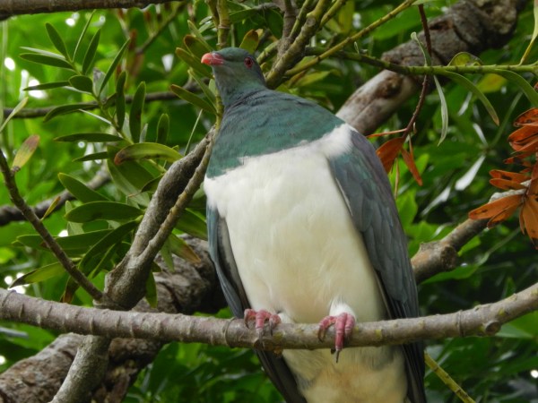 A Quick Trip to Hahei, Hot Water Beach, and Cathedral Cove