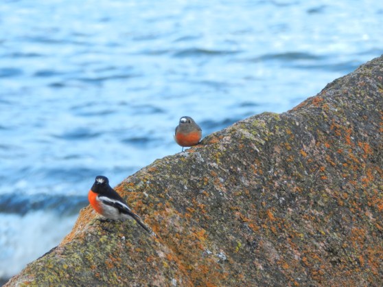 Freycinet National Park & Swansea