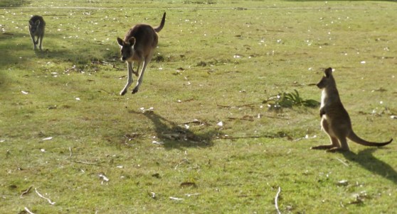 East Coast Nature World, Tasmania
