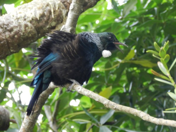 A Quick Trip to Hahei, Hot Water Beach, and Cathedral Cove