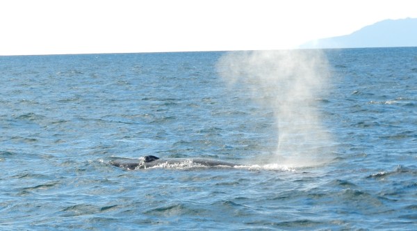 Whale & Dolphin Watching in Auckland