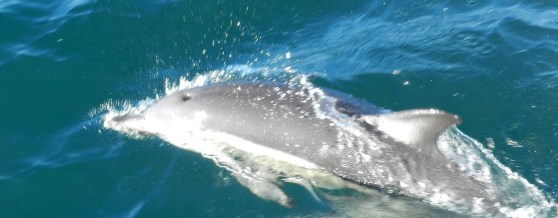Whale & Dolphin Watching in Auckland