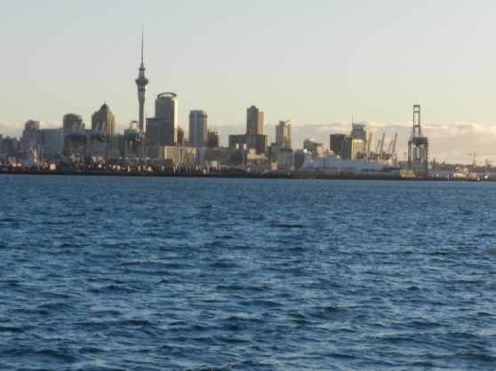 Whale & Dolphin Watching in Auckland