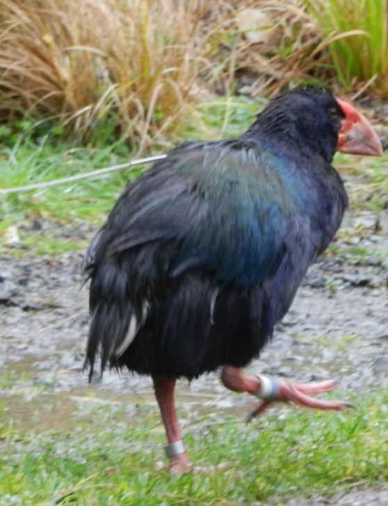 Zealandia