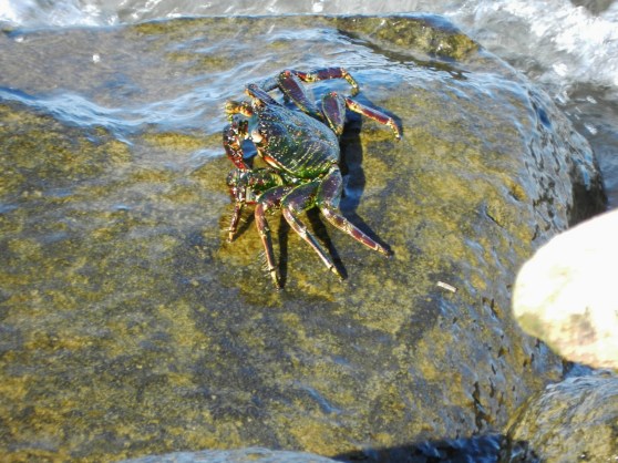 Birds of Samoa (and a crab)