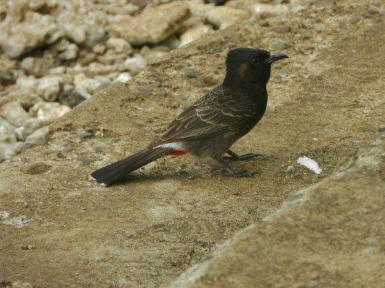 Birds of Samoa (and a crab)