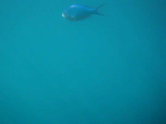 Palolo Marine Reserve, Apia, 'Upolu, Samoa