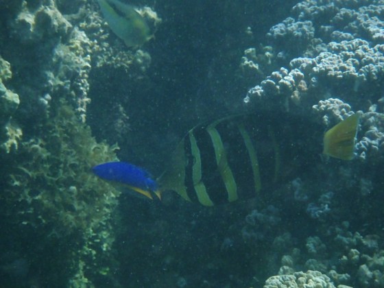 Palolo Marine Reserve, Apia, 'Upolu, Samoa