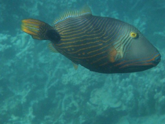 Palolo Marine Reserve, Apia, 'Upolu, Samoa