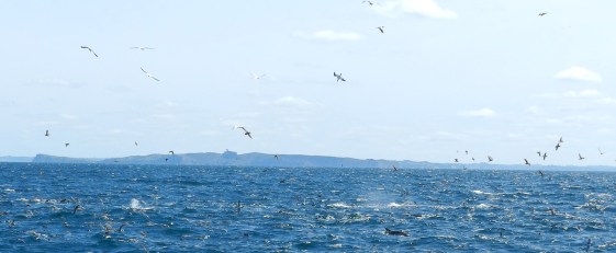 Whale and Dolphin Watching in the Hauraki Gulf