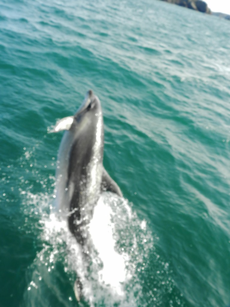Whale and Dolphin Watching in the Hauraki Gulf