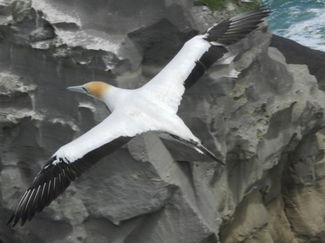 A Very Windy Day at Muriwai Beach
