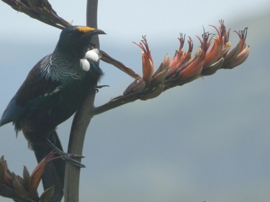 A Very Windy Day at Muriwai Beach