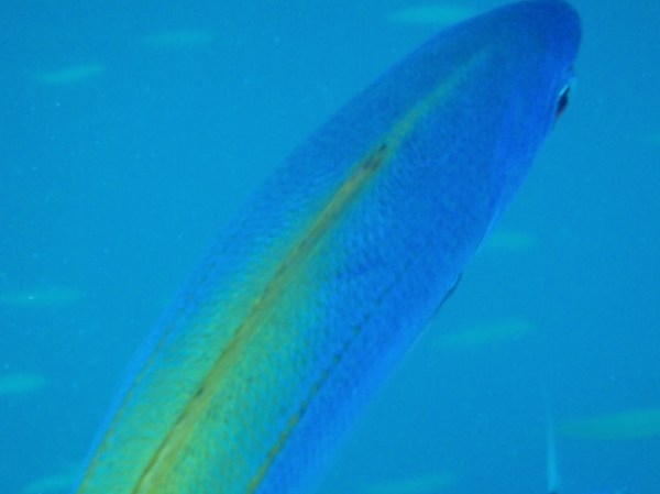 Close-up of Red-bellied Fusilier