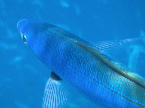 Red-bellied Fusilier Schooling