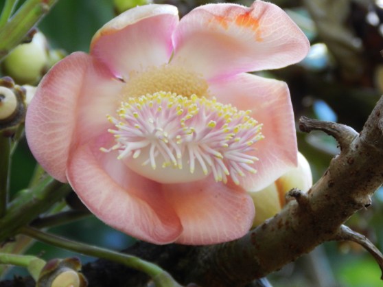 Flowering Shrub, Botanical Gardens