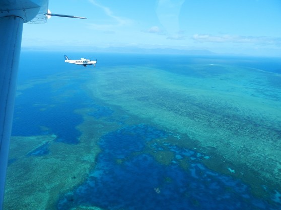 Flying in Formation over the Reef