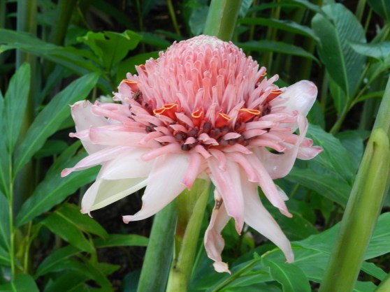 Ginger, Botanical Gardens