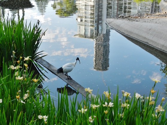 Ibis at Roma Parklands