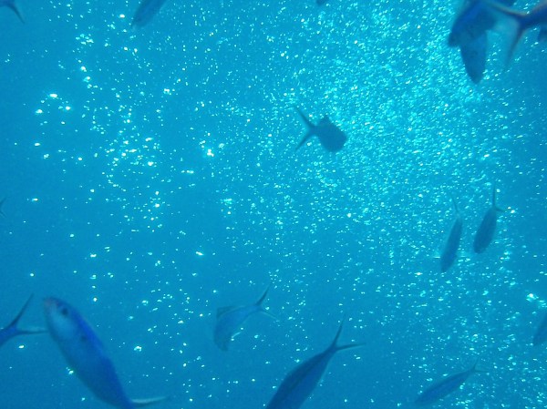 Schooling Fish with Diver's Bubbles