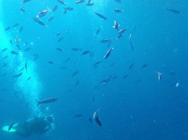 Schooling Fish with Diver