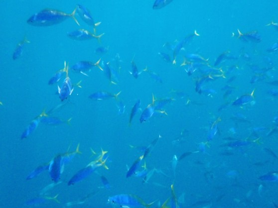 Schooling Fish