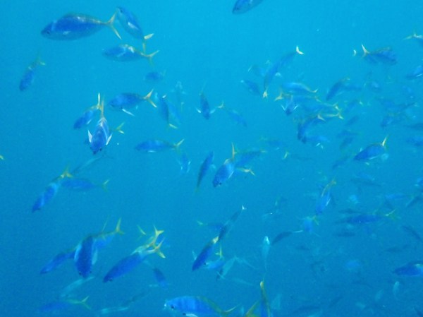 Schooling Fish
