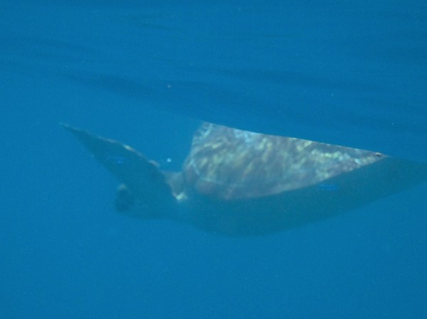 Green Sea Turtle