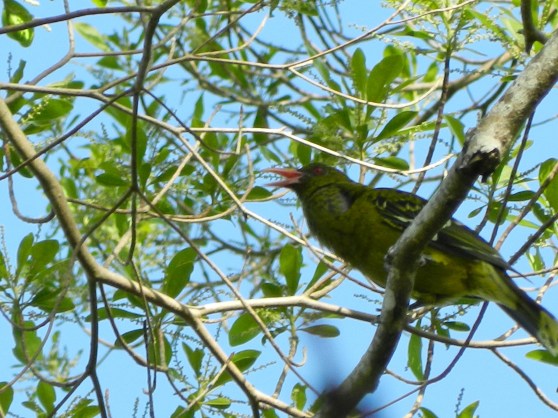 singing bird, Botanical Gardens