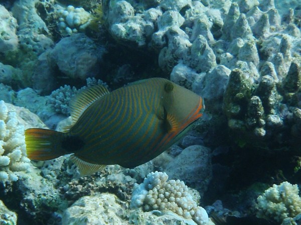 Trigger Fish