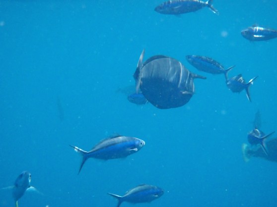 Unicorn Fish Schooling